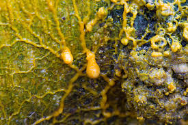 Attēlu rezultāti vaicājumam “Badhamia utricularis”