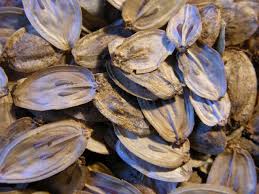 Attēlu rezultāti vaicājumam “Heracleum sosnowskyi”