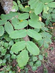 Attēlu rezultāti vaicājumam “Juglans ailanthifolia”