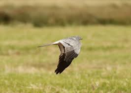 Attēlu rezultāti vaicājumam “Circus pygargus”