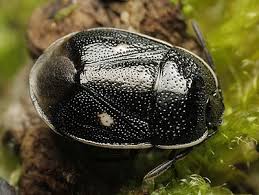 Attēlu rezultāti vaicājumam “Adomerus biguttatus”