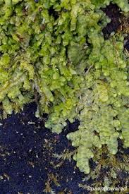 Attēlu rezultāti vaicājumam “Radula complanata”