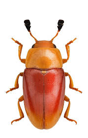 Attēlu rezultāti vaicājumam “Erotylidae”