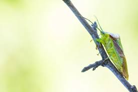 Attēlu rezultāti vaicājumam “Acanthosoma haemorrhoidale imago”