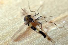 Attēlu rezultāti vaicājumam “Cricotopus male”