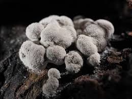 Attēlu rezultāti vaicājumam “Diderma spumarioides”