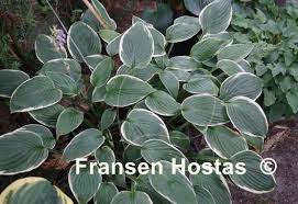 Image result for Hosta fortunei albomarginata