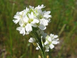 Attēlu rezultāti vaicājumam “Berteroa incana fruit”