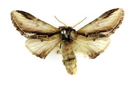 Attēlu rezultāti vaicājumam “Pheosia gnoma”