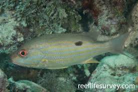 Image result for Lutjanus alexandrei