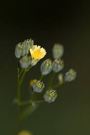 Attēlu rezultāti vaicājumam “Lapsana communis flower”