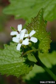 Attēlu rezultāti vaicājumam “Alliaria petiolata leaf”
