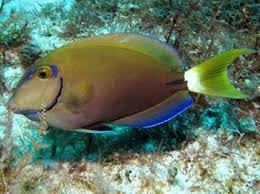 Image result for Acanthurus bahianus