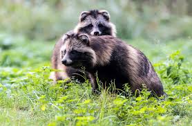 Attēlu rezultāti vaicājumam “Nyctereutes procyonoides”