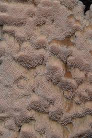 Attēlu rezultāti vaicājumam “Rhodonia placenta”