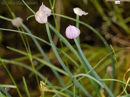 Image result for Allium schoenoprasum