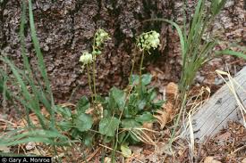 Attēlu rezultāti vaicājumam “Orthilia secunda fruit”