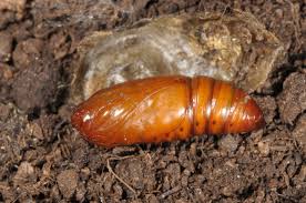 Attēlu rezultāti vaicājumam “Craniophora ligustri larva”