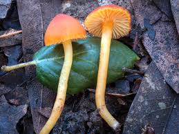 Attēlu rezultāti vaicājumam “Hygrocybe sp.”