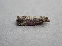 Attēlu rezultāti vaicājumam “Spilonota ocellana”