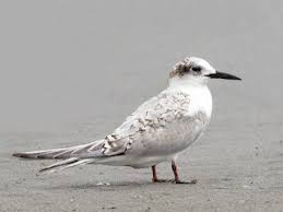 Attēlu rezultāti vaicājumam “Sterna”