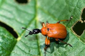 Attēlu rezultāti vaicājumam “Apoderus coryli”