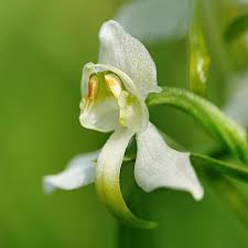 Attēlu rezultāti vaicājumam “Platanthera chlorantha flower”
