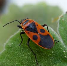 Attēlu rezultāti vaicājumam “Pyrrhocoris apterus”