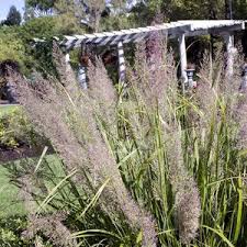 Attēlu rezultāti vaicājumam “Calamagrostis arundinacea”