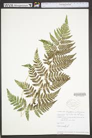 Attēlu rezultāti vaicājumam “Dryopteris carthusiana”