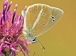 Attēlu rezultāti vaicājumam “Agrodiaetus damon”