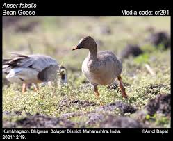 Attēlu rezultāti vaicājumam “Anser serrirostris adult”