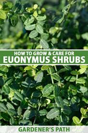 Attēlu rezultāti vaicājumam “Euonymus”