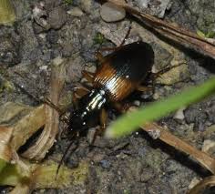 Attēlu rezultāti vaicājumam “Anchomenus dorsalis”