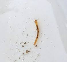 Attēlu rezultāti vaicājumam “Cystiphora sanguinea larva”