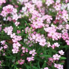 Image result for Gypsophila elegans