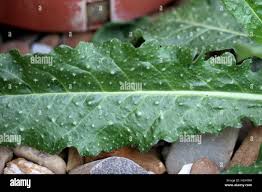 Attēlu rezultāti vaicājumam “Hypochaeris radicata leaf”