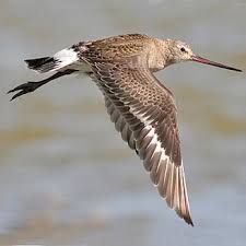 Image result for Limosa haemastica