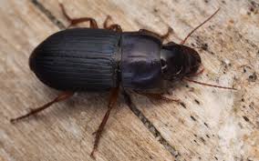 Attēlu rezultāti vaicājumam “Harpalus sp.”