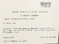 Attēlu rezultāti vaicājumam “Campylophyllum sommerfeltii”