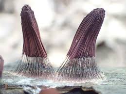 Attēlu rezultāti vaicājumam “Stemonitidaceae”