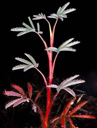 Attēlu rezultāti vaicājumam “Comarum palustre”