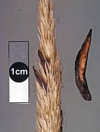 Attēlu rezultāti vaicājumam “Claviceps purpurea”