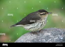 Image result for Seiurus noveboracensis