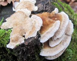 Attēlu rezultāti vaicājumam “Trametes ochracea”