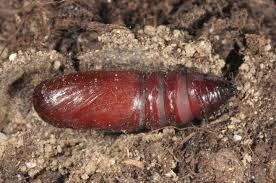 Attēlu rezultāti vaicājumam “Papestra biren”