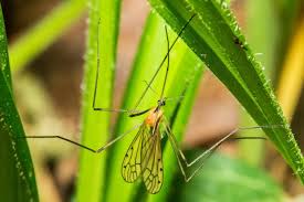 Attēlu rezultāti vaicājumam “Limoniidae”