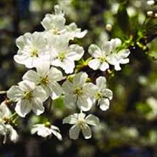 Attēlu rezultāti vaicājumam “Cerasus leaf”