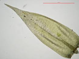 Attēlu rezultāti vaicājumam “Sciuro-hypnum curtum sporophyte”