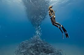 Image result for World Divers